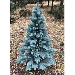 Mavi Ladin Çam Fidanı 35-45 cm Picea Pungens Hoopsii