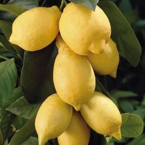 Fidan Sahası Tüplü Bodur Saksılık Kara Limon Fidanı