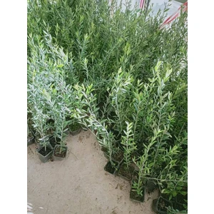 Tüplü Arbequina Bodur Ispanyol Zeytin Fidanı 2 Yaş