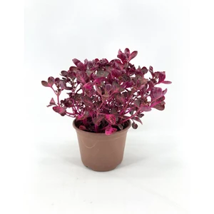 My Botanik Çingene Şalvarı 30-35 cm