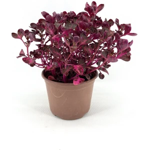 My Botanik Çingene Şalvarı 30-35 Cm-3'lü
