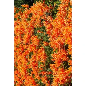 Acem Borusu -100~125 cm