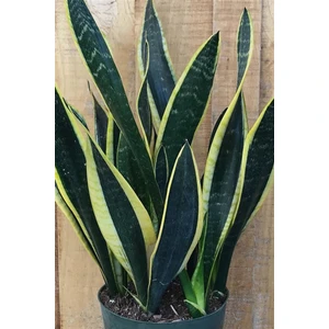 Paşa Kılıcı 20~40 cm