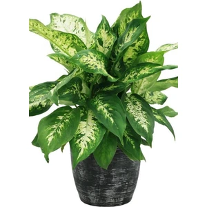 Difenbahya Ağlayan Çiçek 40~60 cm