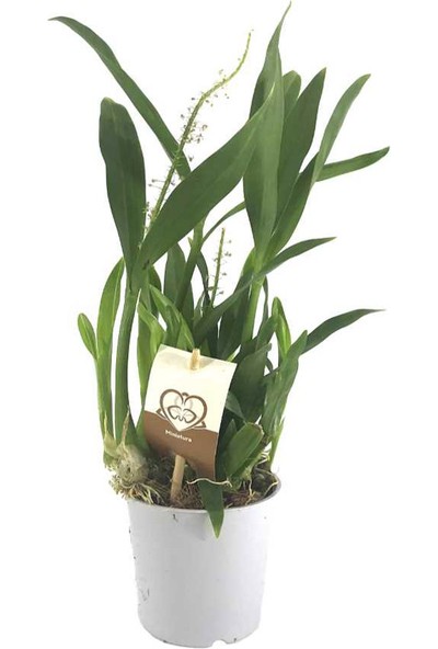 Palmiye Cambria Orkide Fidesi 9 cm Saksıda