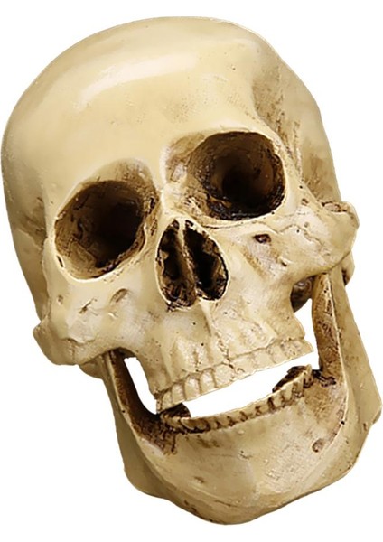 Reçine Insan Kafatası Çoğaltma Sanatı Öğretim Anatomik Cadılar Bayramı Dekoratif Prop (Yurt Dışından)