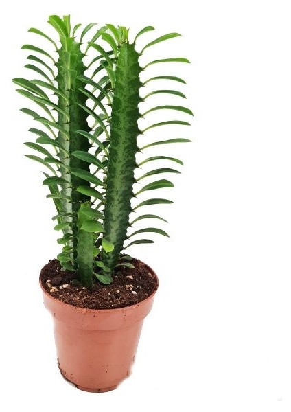 Asel Garden Euphorbia Trigona (Süt Ağacı)