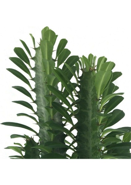 Asel Garden Euphorbia Trigona (Süt Ağacı)