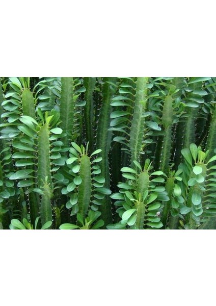 Asel Garden Euphorbia Trigona (Süt Ağacı)