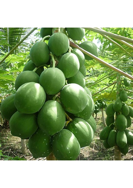 2 Yaş Tüplü Caracia Papaya Meyve Fidanı 100-130 cm