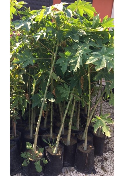 2 Yaş Tüplü Caracia Papaya Meyve Fidanı 100-130 cm
