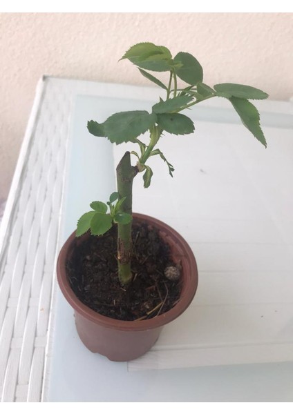 Yediveren Pembe Beyaz Sarmaşık Gül Fidanı 5 Adet 15-25