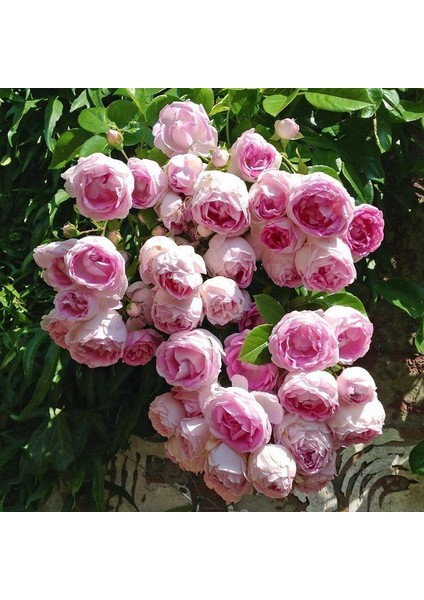 Yediveren Pembe Beyaz Sarmaşık Ponpon Gül Fidanı 5 Adet 15-25 cm