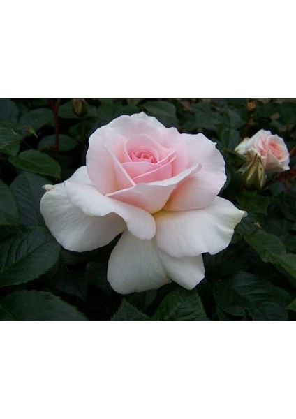 Yediveren Pembe Beyaz Sarmaşık Ponpon Gül Fidanı 5 Adet 15-25 cm