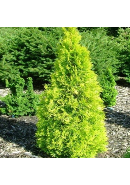 Altuni Mazı Fidanı 25-35 cm 1 Adet Thuja Orientalis Aurea