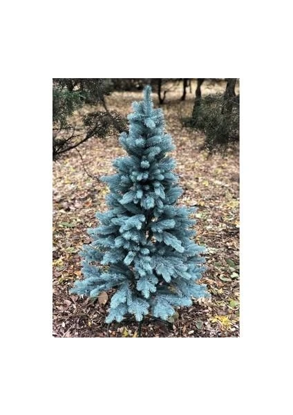 Mavi Ladin Çam Fidanı 35-45 cm Picea Pungens Hoopsii