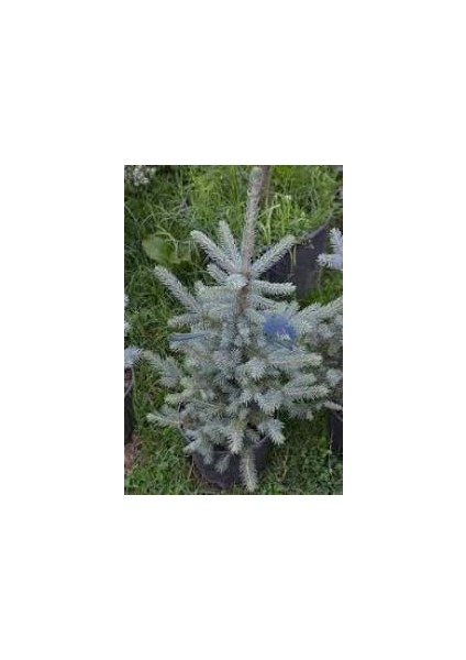 Mavi Ladin Çam Fidanı 35-45 cm Picea Pungens Hoopsii