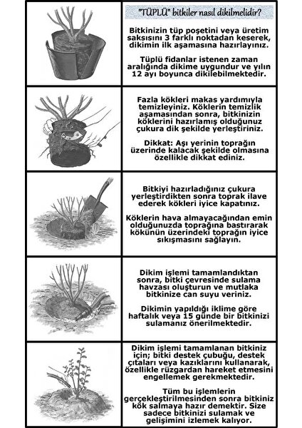 Dağ Bahçe Kekiği Fidanı 10-20 cm 1 Adet Thymus Vulgaris