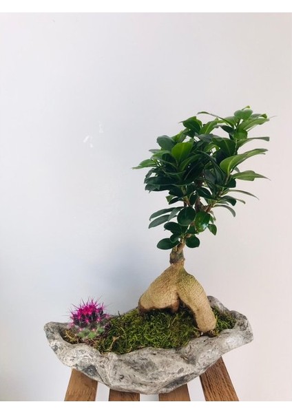 Dekoratif Beton Kayık Saksı Içerisinde Bonsai ve Renkli Kaktüs Tasarımı