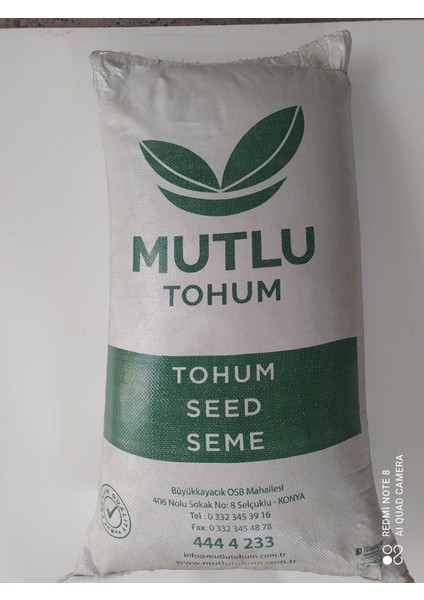 Mutlu Tohum Mahsul Korunga Yem Bitkisi Tohumu (Lütfibey 2kg)