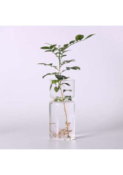 F Fityle Temizle Sümbül Cam Vazo Çiçek Ekici Pot Diy Teraryum Konteyner Dekor (Yurt Dışından) fırsatları