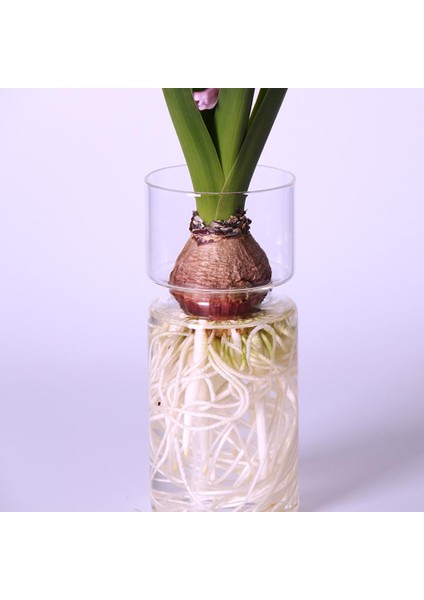 F Fityle Temizle Sümbül Cam Vazo Çiçek Ekici Pot Diy Teraryum Konteyner Dekor (Yurt Dışından) indirimleri