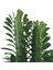 Asel Garden Euphorbia Trigona (Süt Ağacı) 2