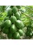 2 Yaş Tüplü Caracia Papaya Meyve Fidanı 100-130 cm 1