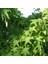 Tüplü Sığla Ağacı (Liquidambar Styraciflua) Fidanı 1
