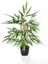 Yapay Ağaç Bambu Ağacı 4 Gövdeli 50X35 Siyah Plastik Saksılı 1