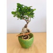 Mürsel Yaprak Desenli Beton Saksıda Bonsai Tasarımı