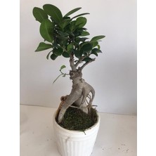 Mürsel Beton Saksı Içinde Ginseng Bonsai Tasarımı