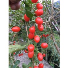 Ozozturk Goji Berry (Kurt Üzümü)