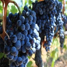 Tüplü Iri Salkımlı Nevşehir Dimrit Üzüm Fidanı