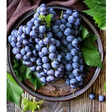 Ucuzluk Diyarı Trakya Ilkeren Üzüm Fidanı Açık Köktür 40 50 cm Boy