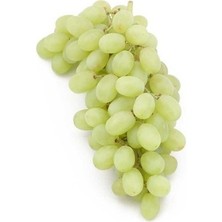 Ucuzluk Diyarı 1li Thomson Üzüm Fidanı Açık Köktür 40 50 cm Boy