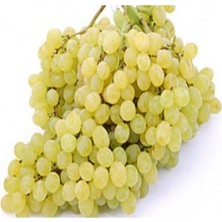 Ucuzluk Diyarı K7 Üzüm Fidanı Açık Köktür