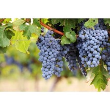 Ucuzluk Diyarı Cabarnet Üzüm Fidanı Açık Köktür