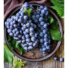 Ucuzluk Diyarı Dimrit Üzüm Fidanı Açık Köktür 40 50 cm Boy