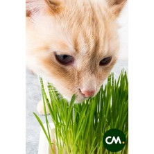 Hb Botanic Doğal Kedi Çimi Toprağı Özel Karışım 500 Gram + Kedi Çimi Tohumu 100 Gram