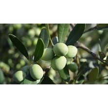 Çiçek Life 1 Adet Halhal Zeytin Fidanı Tüplüdür 50 60 cm Boy 1,5 Yaş