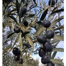 Çiçek Life 1 Adet Gemlik Zeytin Fidanı Tüplüdür 40 50 cm Boy 1 Yaş