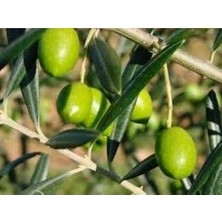 Çiçek Life Çakır Zeytin Fidanı Tüplüdür 50 60 cm Boy 1,5 Yaş