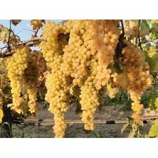 Çiçek Life 1 Adet Süperiör Seedles Üzüm Fidanı Açık Köktür 40 50 cm 2 Yaş