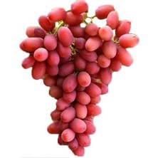Çiçek Life 1 Crimson Seedles Üzüm Fidanı Açık Köktür 40 50 cm Boy 2 Yaş