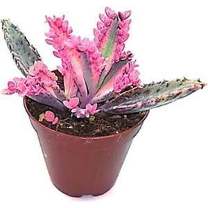 Aşkın Gözyaşı Pembe Nadir Tür