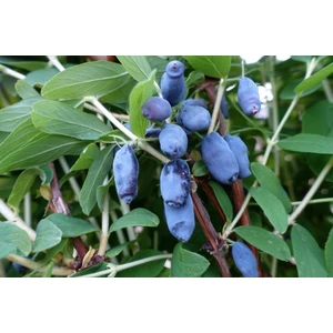 Bal Yemişi ( Honeyberry )