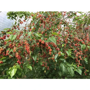 Yedi Veren Karadut (Ozozturk)