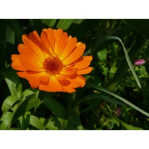 Portakal Nergizi Çiçeği Tohumu