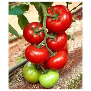 Köy Tohumları 250 Adet Tohum Nadir Falkon Falcon Domates Tohumu Köy Tohumu Saksı Toprak